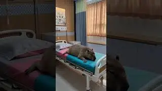 a capybara injured and lay down in hospital. Doctor check him. Get well soon capy #capybara 🤕🤕