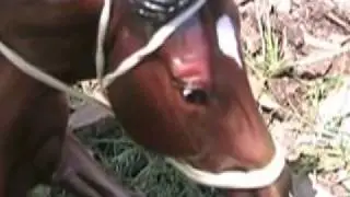 Runaway Racehorse Ep. 1