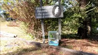 Freedom the Parrot Visits Feathered Friends Forever Rescue Refuge, Harlem, GA