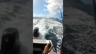Epic deep-sea trolling action in the British Virgin Islands 🌊🎣 #fishing #fish #trolling #deepsea
