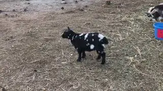 Back Forty Farms - Dancing Goat (Snowflake)