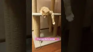 Бандформирование котосемьи на чиле).😻 #веселыекоты #funny #прикольныекоты