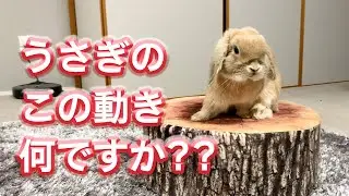 たまにこの動きをするけどこれなに？？