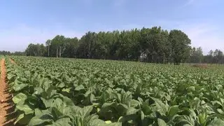 نجاح تعديل نبات التبغ وراثيا يفتح الباب أمام تحسين المحاصيل الزراعية