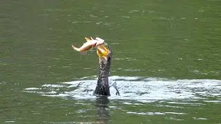 Cormorant Catches Fish - Victoria Park - Phalacrocorax carbo - Perca fluviatilis