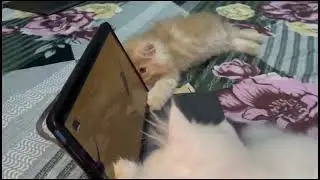 It&rsquo;s mouse hunting day #kitten #catlife 
