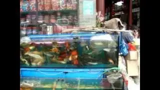Overstocked aquariums in fish stores in china