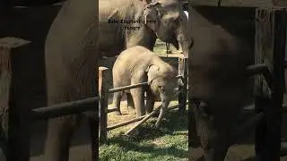 Mother love #cuteanimal #babyanimal #elephant #sauraha #natureguide