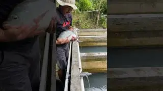 Proses pemijahan ikan nila agar menghasilkan bibit unggul potensi lebih banyak dengan cara silangan