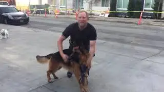 Kurt Burk w rescue #gsd Nando. Last video before he takes the cross country trip to New York