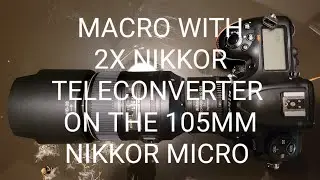 NIKON D500 MACRO WITH A 2X TELECONVERTER ON THE 105MM MICRO NIKKOR LENS