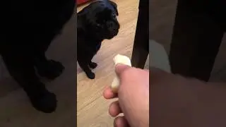 Ronnie the pug eating banana for the first time#pug #banana#fyp