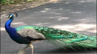 Free roam peacocks at Bronx Zoo, NewYork| Kids are excited 😜