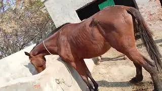 Beautiful horse power || Horse videos 🐎February 3, 2025