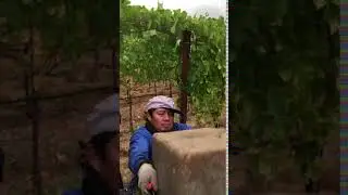 Hand Picking Cab Franc