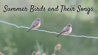 Summer birds to warm up your winter (No narration)