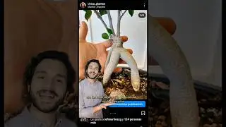 🛒 BONS&Aacute;I de FICUS de SUPERMERCADO 🌳
