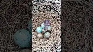 crow one baby #shorts #viral