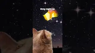 Cat Motivational Speech
