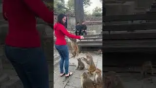 Monkeys gone wild! They jumped me in Nepal 🐒