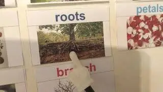 Plants Week 1 Review & Vocabulary