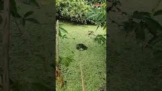 catching chempally fish/catching climbing gouramis using hand rod/nadan fishing/chunda fishing