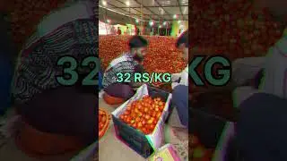 vegetable export to qatar II earn lakhs in one container