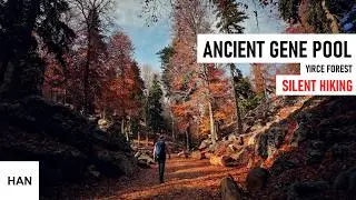 Silent Hiking in Yirce Beech Forest &ndash; Exploring the Ancient Gene Pool of Nature