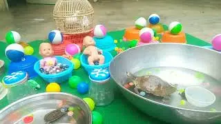 Long Slide Game - funny 3d animal Catch Colorful aquarium fish in small pond baby turtles koi fish