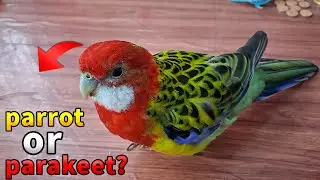 6 Cool Facts about Rosella Birds!