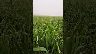 कम्पनी जाके रौब मत दिखा मेरे भाई #farming #attitude #status #nature #viralvideo #youtube #shorts