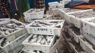 #seafood #indianmackerel Vietnam Seafood Landing