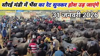 सौरई पशु मंडी में भैंस का रेट सुनकर होश उड़ जाएंगे 31 जनवरी 2026  Saurai Bhains ki Mandi Pashu Mandi