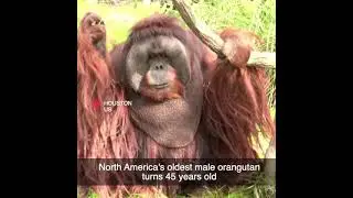 North America's oldest male orangutan turns 45 years old #shorts