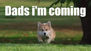 Cheddar The Dog BUT With Subtitles - Brooklyn 99