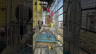 ShonaTheCockatiel  is live