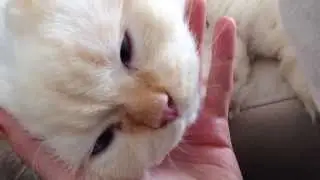 Cro mimi