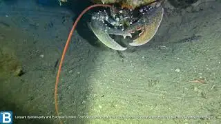 Leopard Spotted-goby and European Lobster - Thorogobius ephippiatus and Homarus gammarus