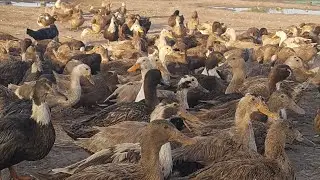 Indian Runner ducks are considered a &ldquo;light class&rdquo; domesticated duck breed.