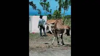 Animal Welfare Mission