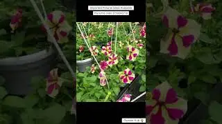 Rare Imported Petunia Flower Seed Online Shopping 🌱 #petunia #flowers #plants #garden