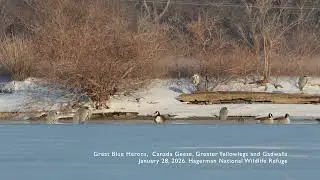 Relaxing Nature Video: Still Birds