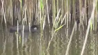 Little Bittern call & coot RSPB   Lakenheath fen  Suffolk 27May15  432p