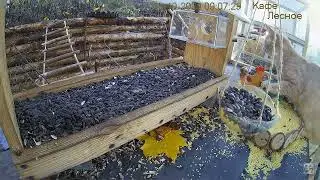 Еще б чуть-чуть Close call #jay #eurasianjay #cat #сойка #кот #кормушка #feeder #Russia #Россия