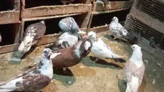fancy kabutar 🕊️🕊️🕊️🕊️