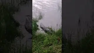 Tengan cuidado con ese cocodrilo