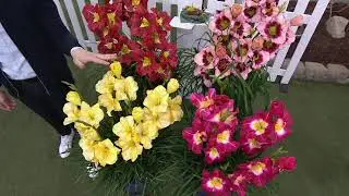 Roberta's 4-Piece Fragrant & Reblooming Daylily on QVC
