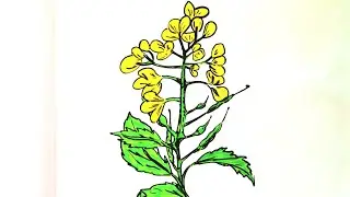 How to Draw a Mustard Plant l @sushhhhh-A