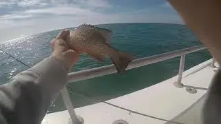 Fishing Hernando beach Florida! (multi species) catch and clean!