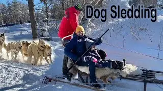 Dog sledding Sweden. Siberian Husky, (hundspann)